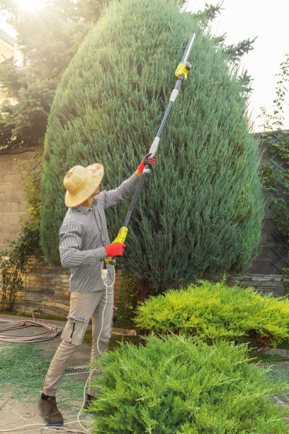 Best Tree Care Services  in Harrisonburg, VA